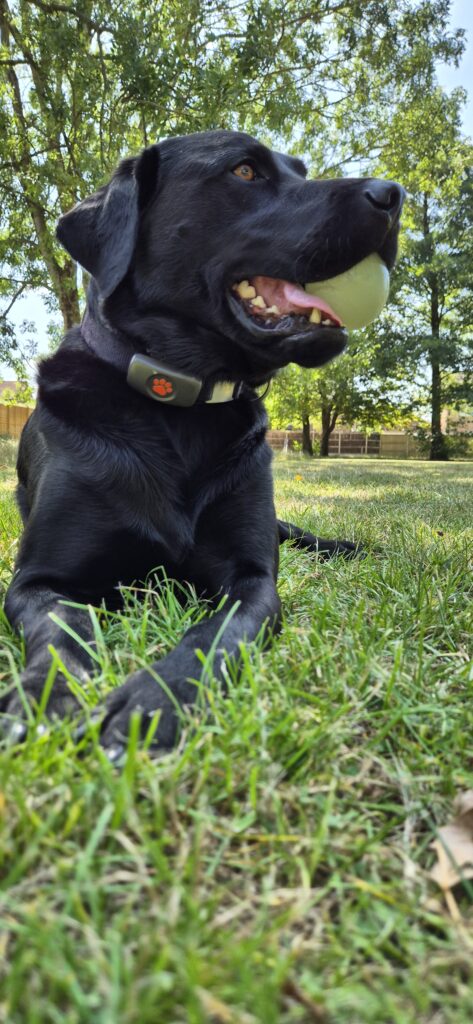 Bruno a black Labrador dog with tennis ball in his mouth in a park